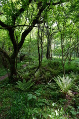 old trees and vines and fern in wild forest
