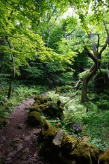 fine spring path through mossy rocks and old trees