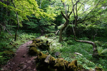 fine spring path through mossy rocks and old trees