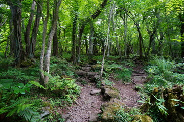 fine spring path through deep forest