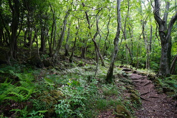 Fototapeta na wymiar fine spring path through deep forest