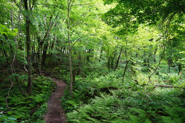 Fototapeta na wymiar lively spring forest and path through fern