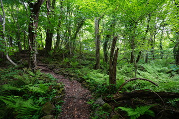 lively spring forest and path through fern