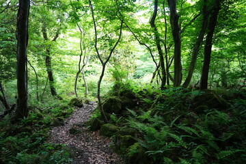 Fototapeta na wymiar lively spring forest and path through fern
