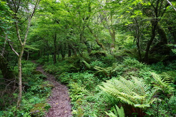 lively spring forest and path through fern