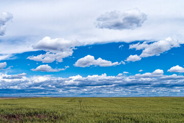 Green hay fields in early summer in the Palouse south of Lind, Washington, USA