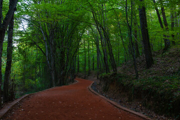 Obraz premium Healthy lifestyle concept photo. Jogging or hiking trail in the forest.