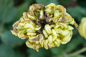 top view fading chrysanthemum flower in the outdoor