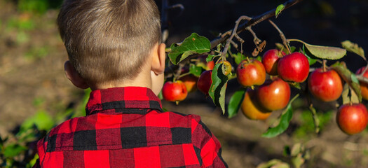 Fototapeta na wymiar a child plucks an apple from a tree in the garden. Harvest on the farm.