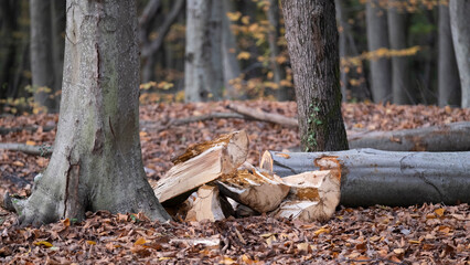 Cut trees, Preparations for winter in the forest, stumps lined up in rows, Trees cut in autumn, with space and writing area