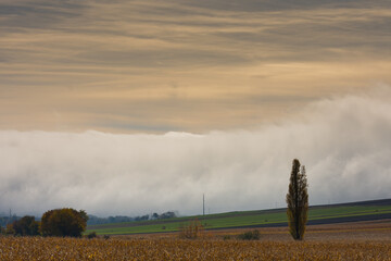fields and trees with a dense wall of white fog on the ground during sunset
