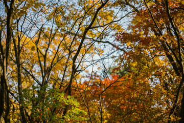 Tree branch silhouette in the forest. Natural abstract background.