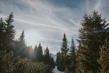 fog in the forest