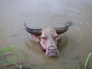Water buffalo in the canal to cool off.