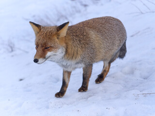 Obraz premium Volpe della Maiella