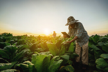 Tobacco beauties in Asia are using tablets to help people figure out how to improve tobacco cultivation.