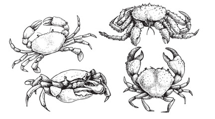 Various crab set. Hand drawn sketch style crawfish collection in retro vintage style. Best for seafood restaurants menus and package designs. Vector illustrations. - obrazy, fototapety, plakaty