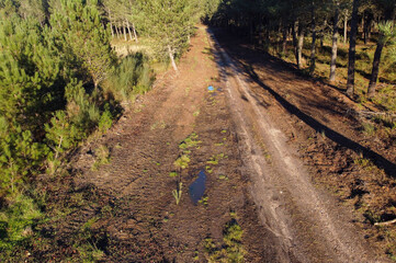 drone aerial view of a dirt track in a pine forest