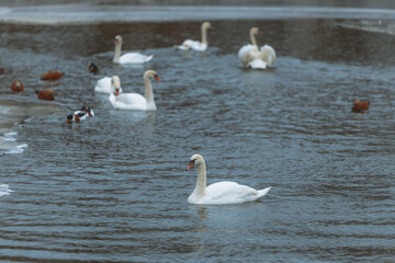 A beautiful swan swims in the water of a winter lake. Wildlife of Europe. Watercolor painting. Swans in early spring. Dnepr River. Wildlife.