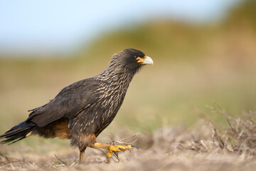 Striated Caracara (Phalcoboenus australis) on the coast of Sea Lion Island in the Falkland Islands.