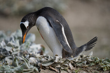 Naklejka premium Gentoo Penguins (Pygoscelis papua) nesting on Sea Lion Island in the Falkland Islands.
