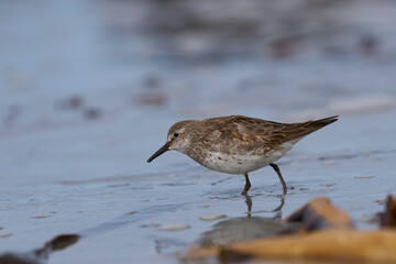 White-rumped Sandpiper (Calidris fuscicollis) searching for food along the coast of Sea Lion Island in the Falkland Islands