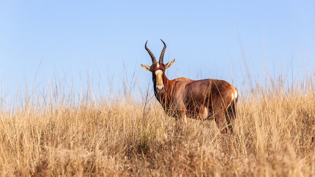 Wildlife Animal Cape Blesbok Buck Male Alone Outdoor Park Wilderness Reserve.