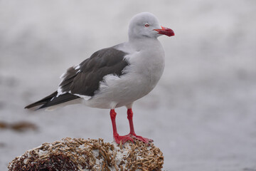 Dolphin Gull (Leucophaeus scoresbii) on the coast of Sea Lion Island in the Falkland Islands