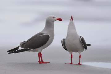 Dolphin Gull (Leucophaeus scoresbii) on the coast of Sea Lion Island in the Falkland Islands
