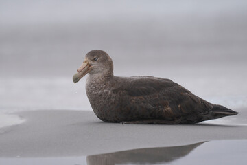 Southern Giant Petrel (Macronectes giganteus) on a sandy beach on Sea Lion Island in the Falkland Islands.