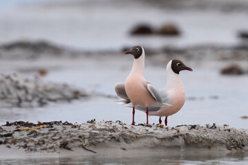 Brown-hooded Gull (Larus maculipennis) showing distinctive pink colouration on the coast of Sea Lion Island in the Falkland Islands