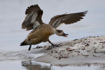 Crested Duck (Lophonetta specularioides specularioides) chasing off a rival on Sea Lion Island in...