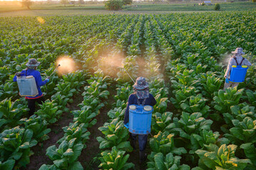 three people working in agriculture in the plots of tobacco grown in Thailand With the sun setting...