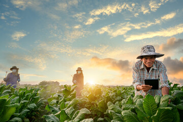 Asian male farmer holding a tablet They use tablets to digitally control their agricultural systems and yield quality in their own tobacco fields against the backdrop of evening light.