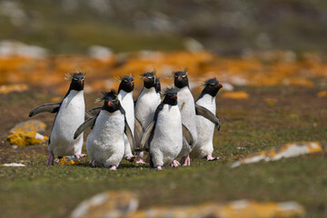 Rockhopper Penguins (Eudyptes chrysocome) walking and jumping across a grassy slope to reach the sea on Saunders Island in the Falkland Islands. © JeremyRichards