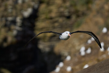 Black-browed Albatross (Thalassarche melanophrys) in flight along the cliffs of Saunders Island in...