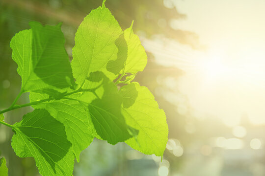 Green leaves tree plant leaf against sun light for oxygen carbon dioxide absorbed in Photosynthesis process