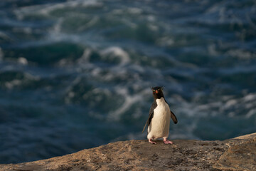 Rockhopper Penguins (Eudyptes chrysocome) coming ashore on the rocky cliffs of Saunders Island in...