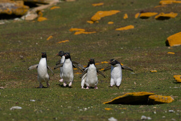 Rockhopper Penguins (Eudyptes chrysocome) walking and jumping across a grassy slope to reach the sea on Saunders Island in the Falkland Islands.