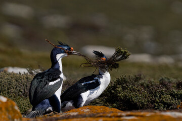 Pair of Imperial Shag (Phalacrocorax atriceps albiventer) fighting over nesting material on the cliffs of Saunders Islands in the Falkland Islands.