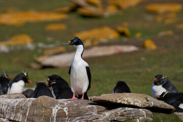 Portrait of an Imperial Shag (Phalacrocorax atriceps albiventer) in breeding plumage on the cliffs of Saunders Islands in the Falkland Islands.