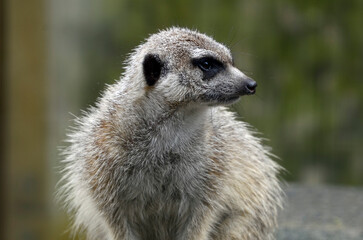 Fototapeta premium ミーアキャット