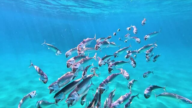 Shiny indian mackerel swimming in front of a colorful coral reef in the red sea