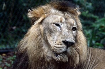 ライオン