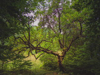 Sun beams through thick trees branches in dense green forest