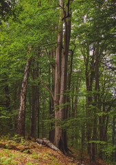 Sun beams through thick trees branches in dense green forest