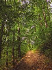 Sun beams through thick trees branches in dense green forest