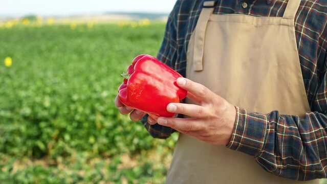 Close p of man working in countryside, growing, harvesting pepper. Male farmer holding red pepper, looking, examining, touching, showing. Concept of growing organic vegetables.
