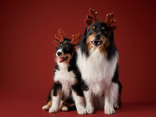 adult dog and puppy dogs on New Year's background . Australian shepherd in Carnival Deer Antlers