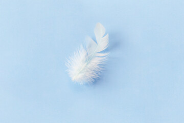 White feather on blue background